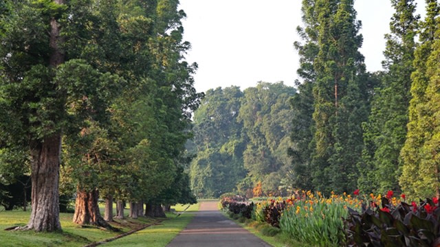 Area hijau di Grand Garden Resto (Foto: grandgardenresto.com)