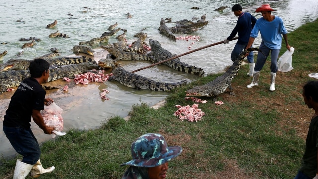 Peternakan Buaya (Foto: Reuters/Athit Perawongmetha)