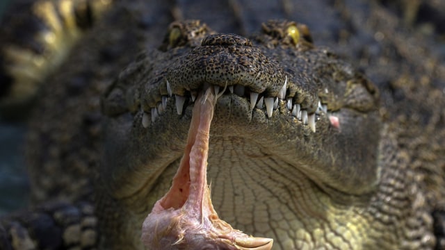 Buaya (Foto: Reuters)