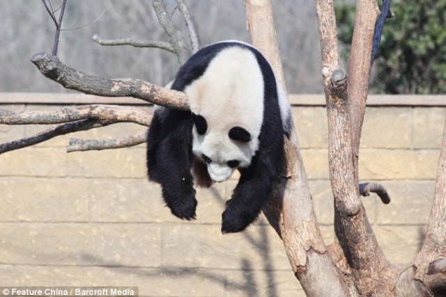 Panda Tidur