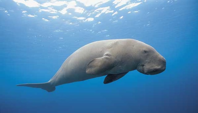 Kerabat Dekat Dugong