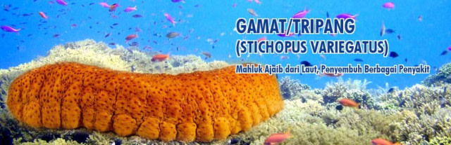 Penelitian Para Ahli Tentang Teripang Emas