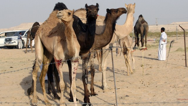 Ilustrasi Unta (Foto: Reuters/Naseem Zeitoon)