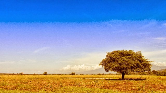 Lonely Tree, Savannah Bekol (Foto: wisata-osing.blogspot.com)