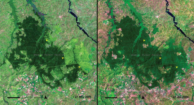 Hutan Mabira, Uganda 2001-2006 (Foto: Dok. Nasa)