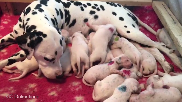 Anjing Dalmatian melahirkan 18 anak anjing. (Foto: Associated Press)