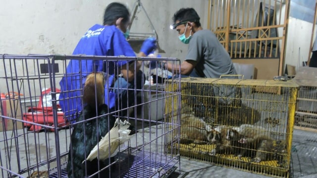 Perdagangan satwa langka (Foto: Dok Gakkum LHK)