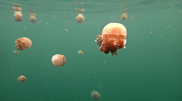 Wah! Menawannya 7 Wisata di Togean yang Membuat Kamu Ngga Karuan (15)