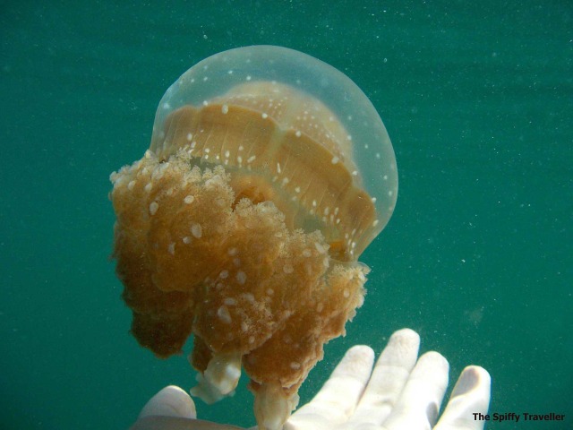 Wah! Menawannya 7 Wisata di Togean yang Membuat Kamu Ngga Karuan (17)