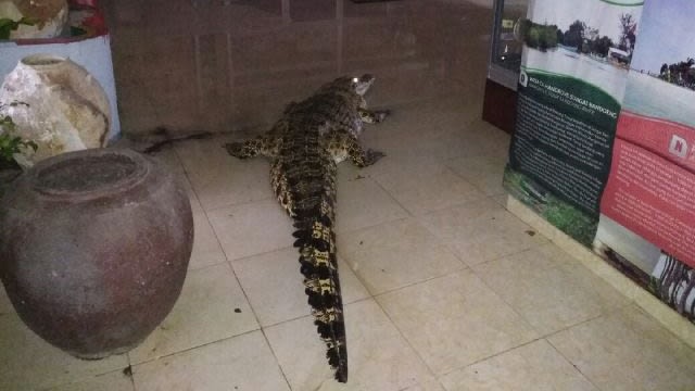 Buaya masuk rumah warga. (Foto: Twitter @Sutopo_BNPB)