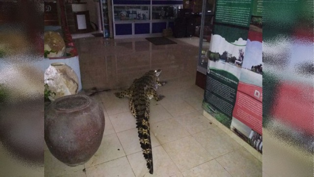 Buaya nyasar ke rumah dan perkantoran warga. (Foto: BNPB)