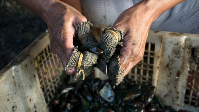 Buruh Pembuka Cangkang Kerang Foto: Aditia Noviansyah/kumparan