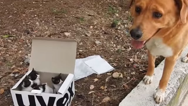 Aragon menemukan anak kucing yang terlantar. (Foto: The Orphan Pet)