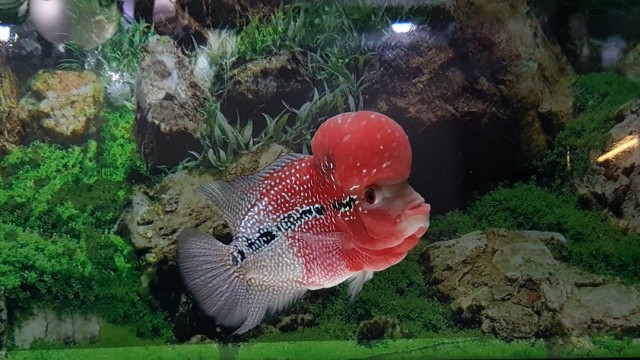 Ikan Louhan. (Foto: Instagram @wie_wie_louhan)