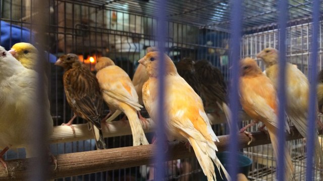 Bisnis Burung Hias di Pasar Burung Pramuka  (Foto: Kelik Wahyu Nugroho/kumparan)
