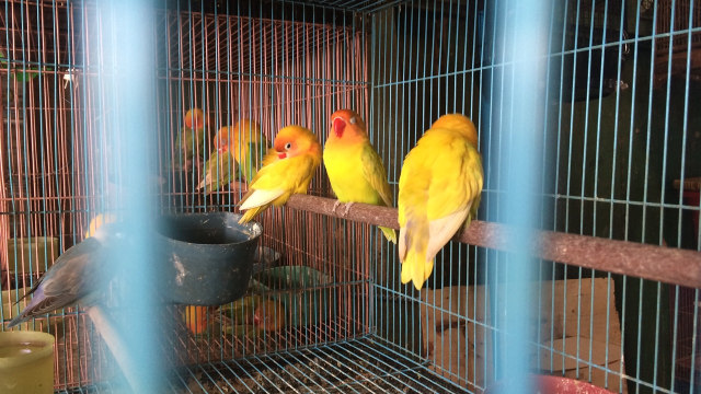 Bisnis Burung Hias di Pasar Burung Pramuka  (Foto: Kelik Wahyu Nugroho/kumparan)