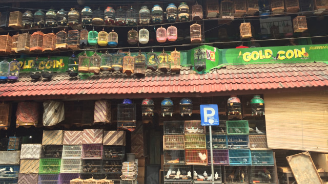 Bisnis Burung Hias di Pasar Burung Pramuka  (Foto: Kelik Wahyu Nugroho/kumparan)