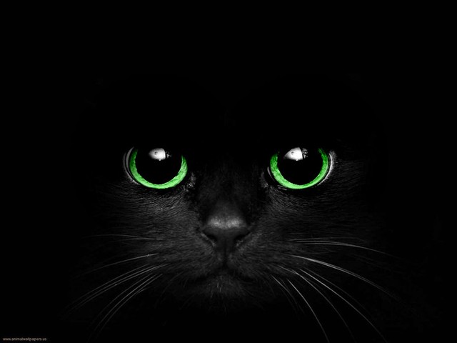 Cat Eye