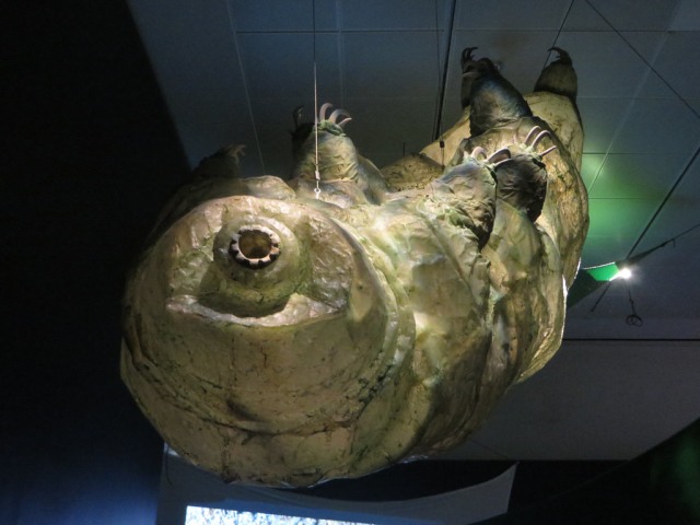 Tardigrada (Foto: Flickr)