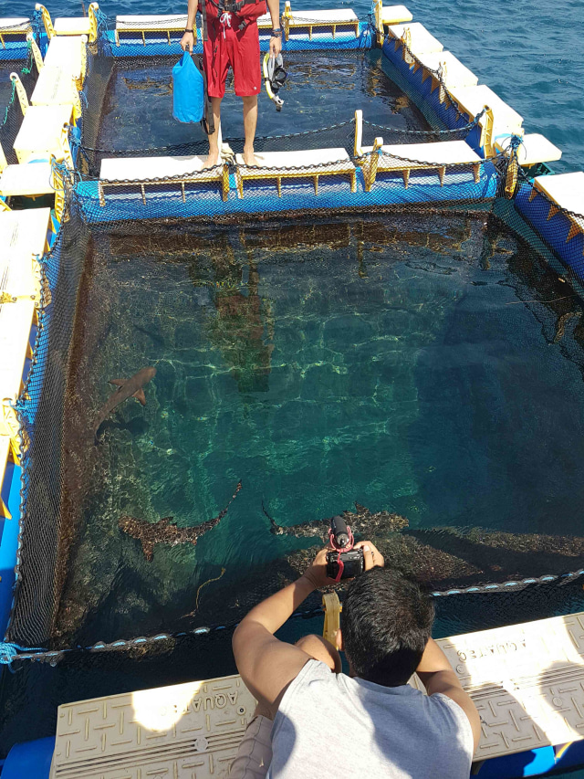 Bermain dengan Hiu di Pantai Bangsring, Banyuwangi