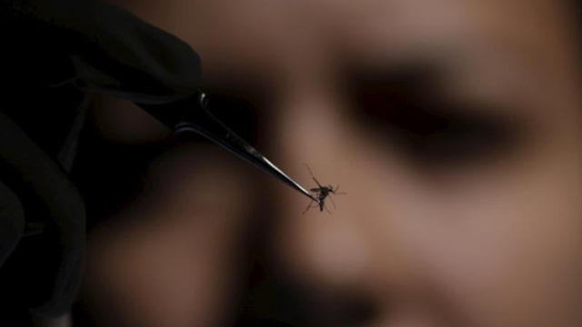 Nyamuk (Foto: Reuters)