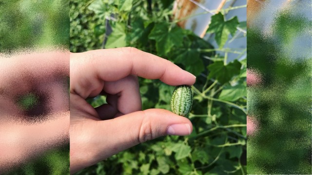 Cucamelon si mentimun mini. (Foto: Instagram/amandalynnplayford)