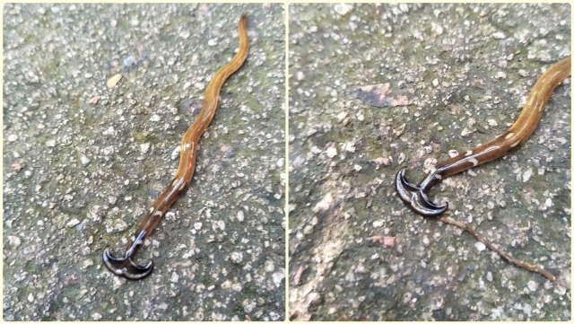 Cacing Martil atau Hammerwordm (Foto: Facebook.com/danish.ho.1)