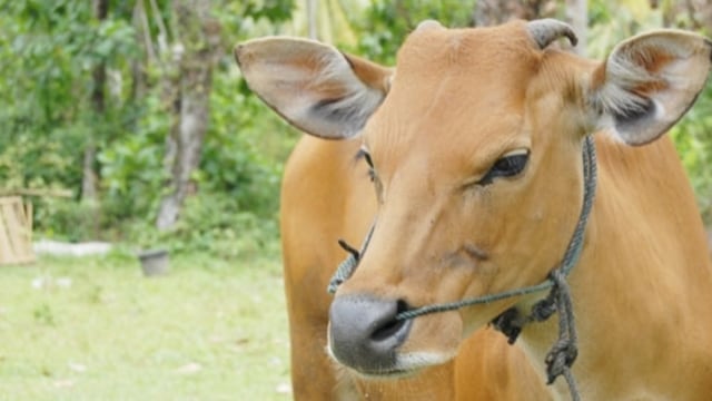 Sapi Kurban (Foto: Antara)