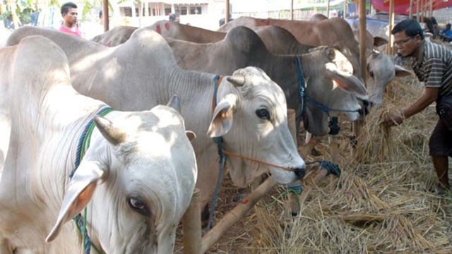 Sapi Kurban (Foto: Antara)