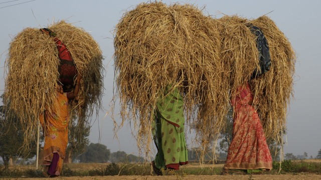 Petani di India (Foto: AP Photo/Mahesh Kumar)