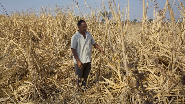 Petani di India (Foto: AP Photo/Mahesh Kumar)