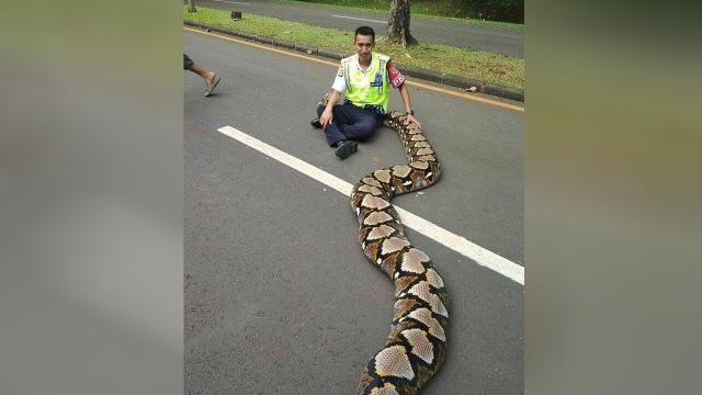 Ular di Kampus UI (Foto: Facebook/@uishitposting)
