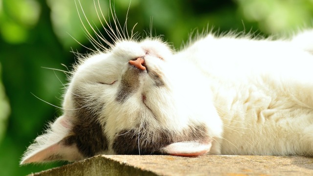 Ilustrasi Kucing (Foto: Pixabay)