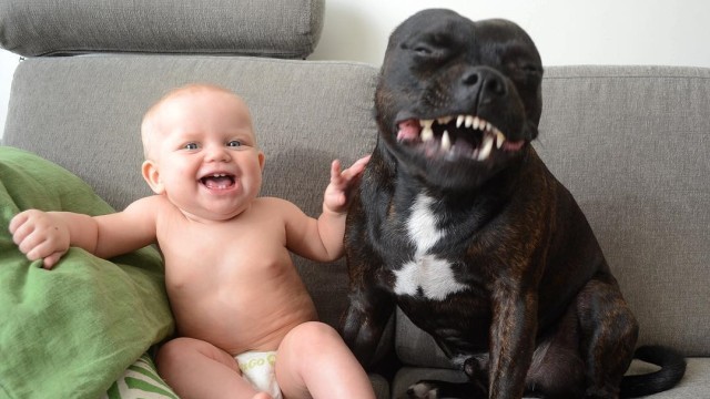 Anak kecil yang akrab dengan Pitbull (Foto: Instagram: @vincent.atlas.tuva)