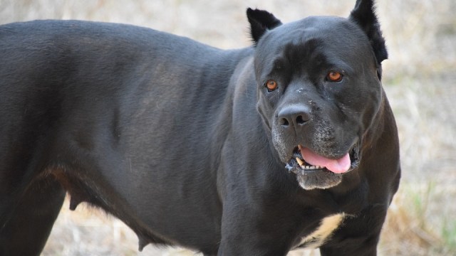 Anjing Pitbull (Foto: Max Pixel)