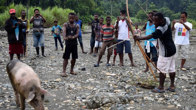 Babi dalam ritual membuka lahan Suku Dani, Papua (Foto: ANTARA FOTO/Indrayadi TH)