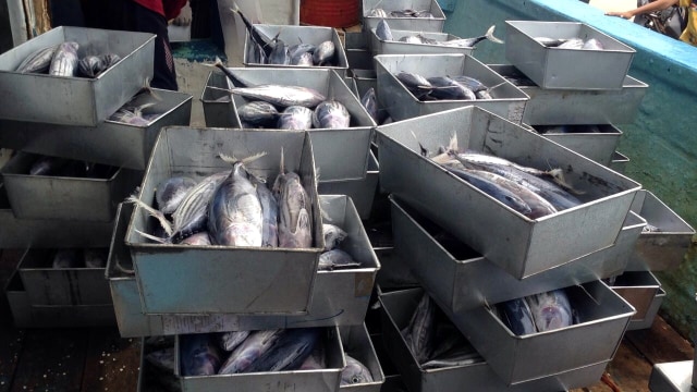 Ikan tangkapan nelayan Dagho. (Foto: Istimewa)