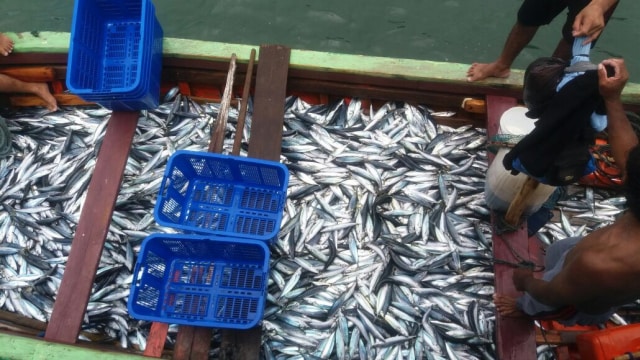 Ikan di perairan Dagho melimpah. (Foto: Istimewa)
