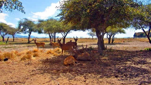 Rusa di Taman Nasional Komodo (Foto: indonesiakaya.com)