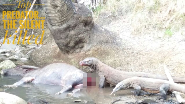 Ilustrasi Komodo memangsa. (Foto: Dok. Taman Nasional Komodo)