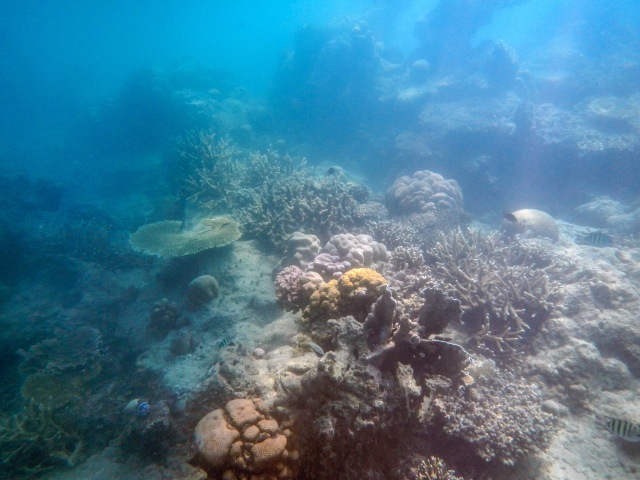 Cinta Laut Indonesia? Lakukan Ini Agar Laut Indonesia Tetap Lestari! (4)