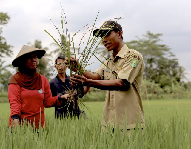 Com-Petani, pentingnya dalam pertanian (Foto: Kementan)