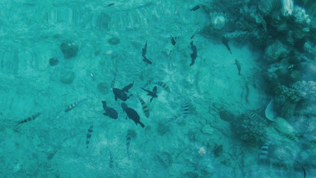 Pelestarian Sumber Daya Ikan di Laut: Nelayan, Pemerintah, dan Masyarakat