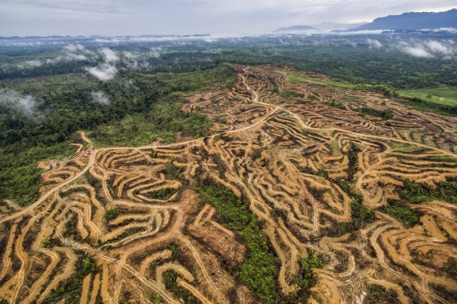 Mari Selamatkan Leuser! (6)