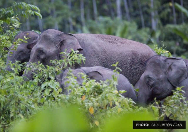 Mari Selamatkan Leuser! (3)