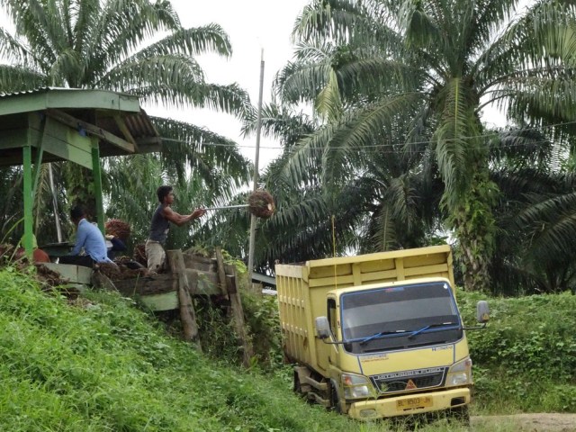 Mari Selamatkan Leuser! (10)
