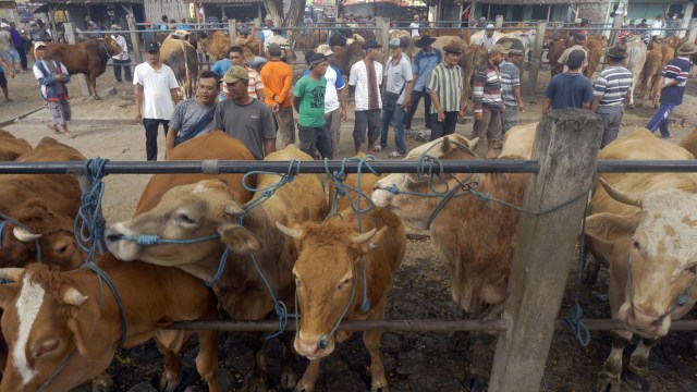 Sapi Kurban. (Foto: Antara/Destyan Sujarwoko)