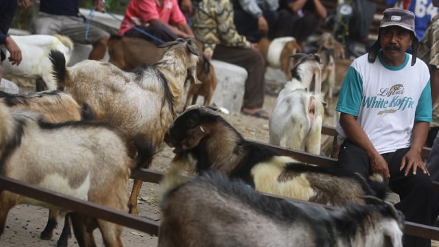 Kambing Kurban. (Foto: Antara/Ari Bowo Sucipto)