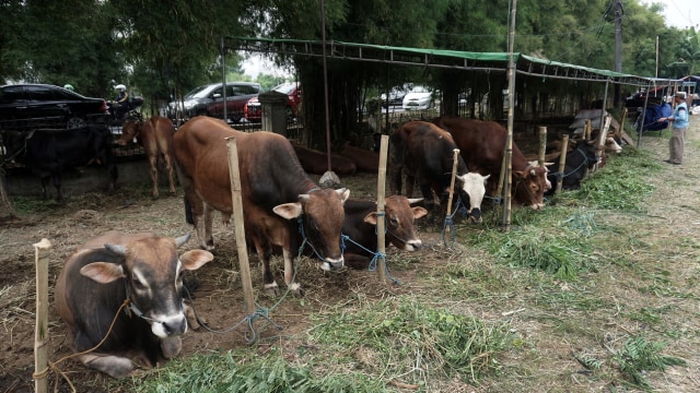 Penjualan hewan kurban. (Foto: Aditia Noviansyah/kumparan )