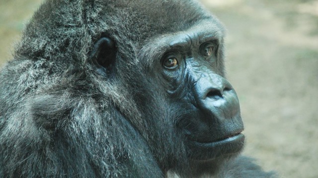 Gorila Tiffany yang tengah sakit (Foto: Facebook/Topeka Zoo)